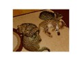 savannah-gatos-serval-y-caracal-4-semanas-small-1