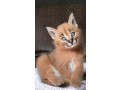 savannah-gatos-serval-y-caracal-4-semanas-small-3