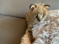 savannah-gatos-serval-y-caracal-4-semanas-small-0