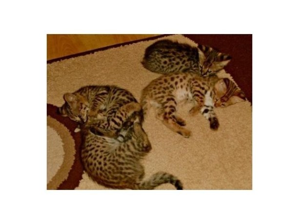 savannah-gatos-serval-y-caracal-4-semanas-big-1